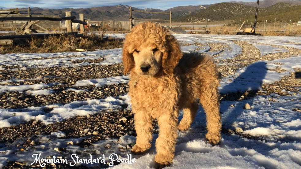 Mountain Standard Poodle 