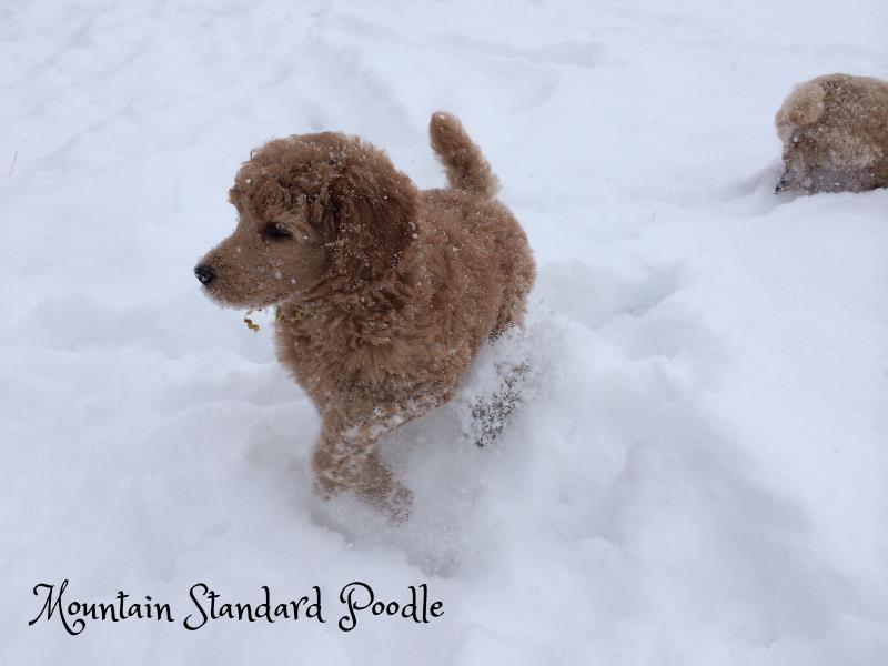 Mountain Standard Poodle 