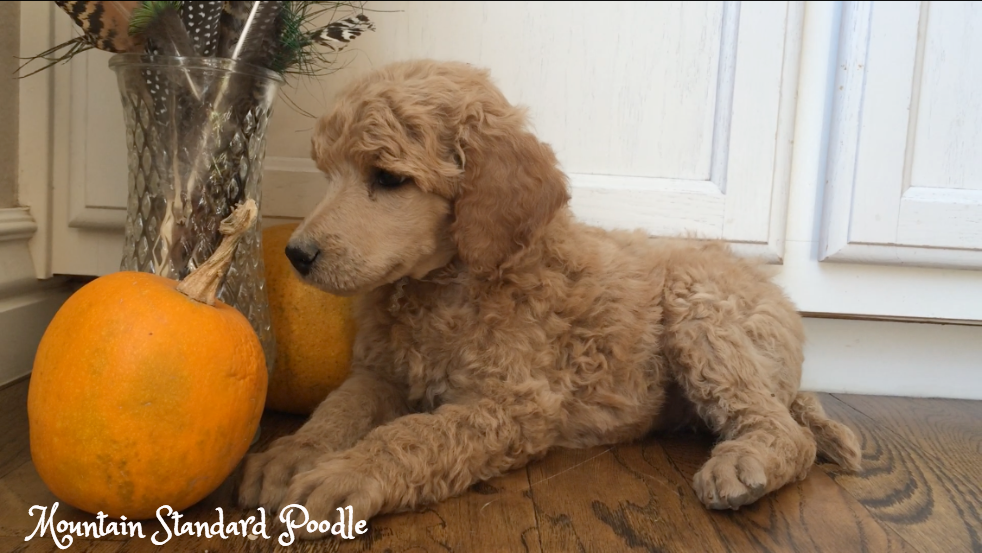 Mountain Standard Poodle