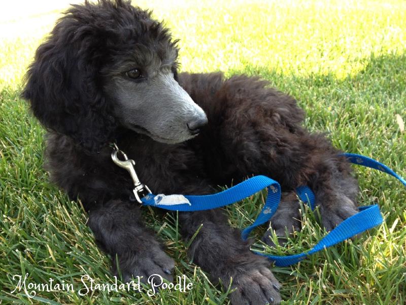 photo album of standard poodle puppies. We have red, blue ...