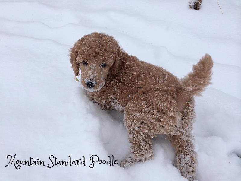 Mountain Standard Poodle 