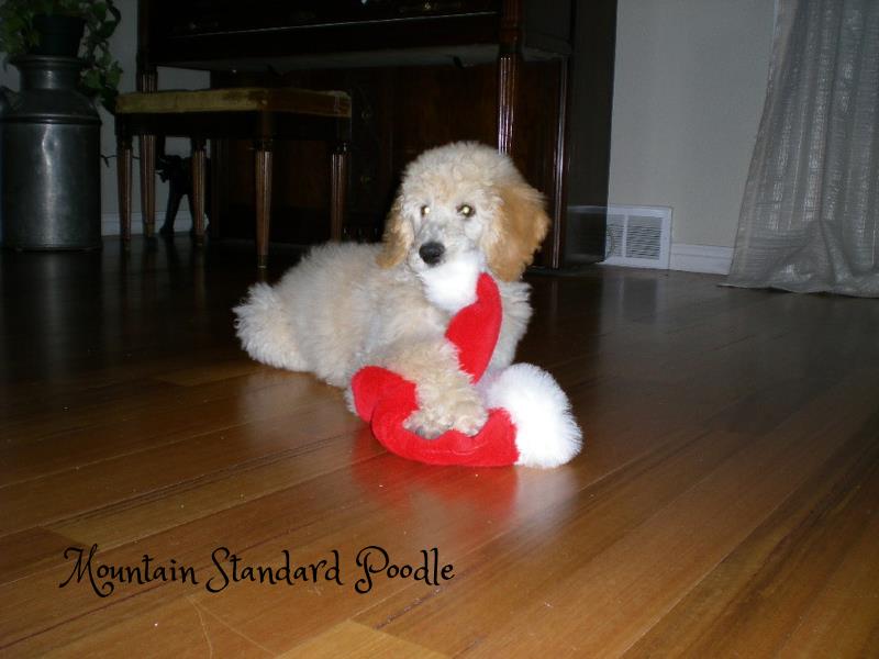 Mountain Standard Poodle 