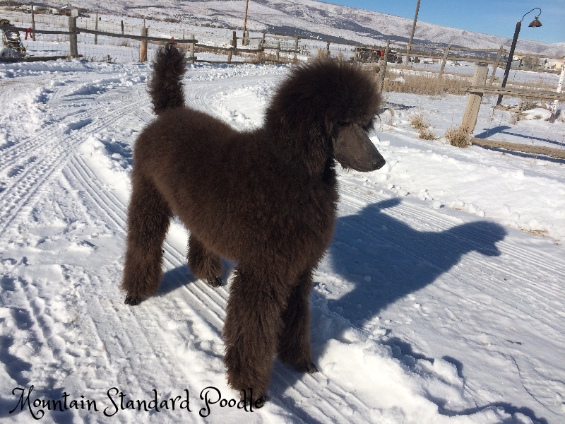 Mountain Standard Poodle-Beautiful Standard Poodle Puppies for sale