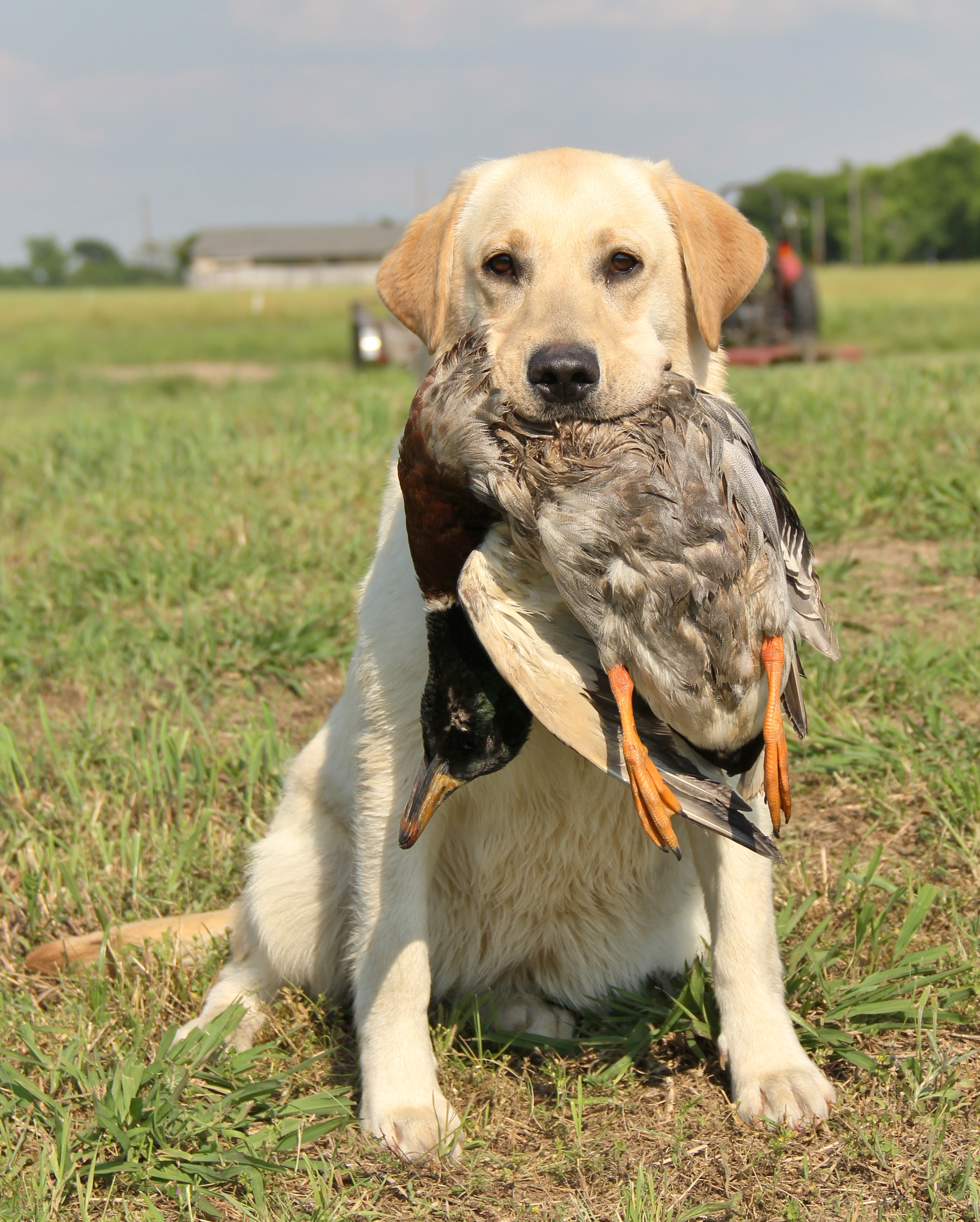 River Retrievers Preserving The Dual Purpose Labrador