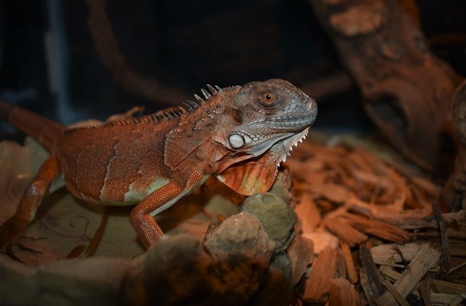bearded dragon spring mix bearded dragon spring mix