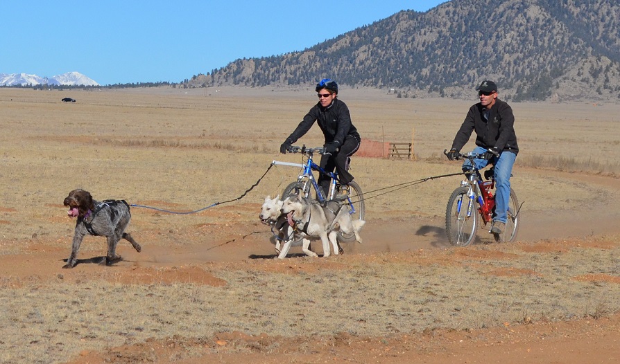 dryland mushing
