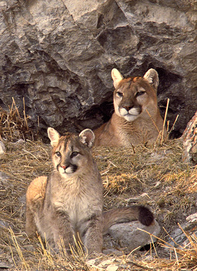 Cougar Gallery