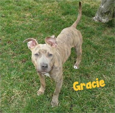 Gracie