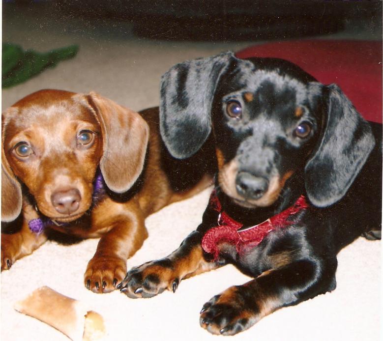 Windwoods 2024 miniature dachshunds