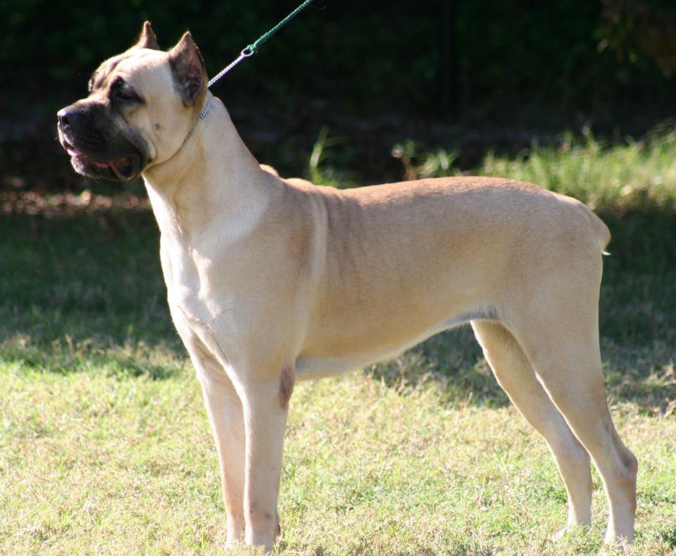 Gulf Coast Cane Corso