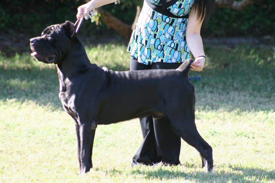 Gulf Coast Cane Corso