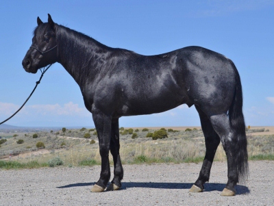 Blue Roan Quarter Horse Stallion Handmade Forever at Three Bar Quarter Horses and Munns Ranch