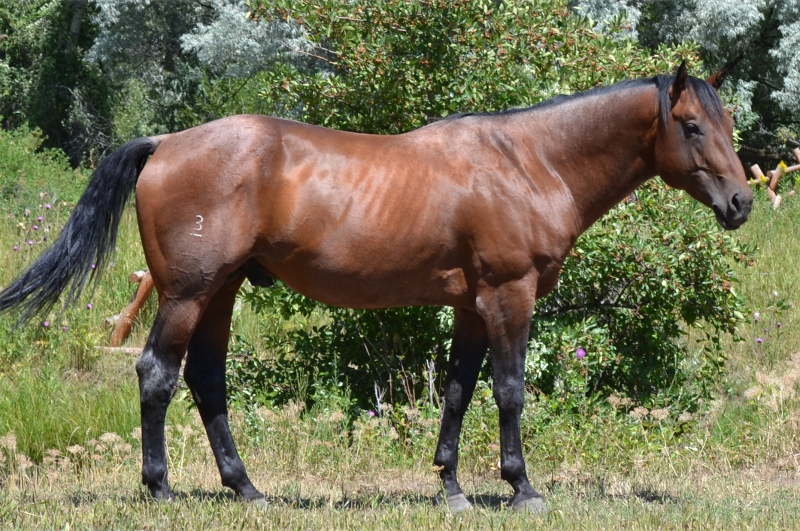 bay quarter horse stallion