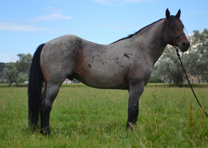 blue roan quarter horses