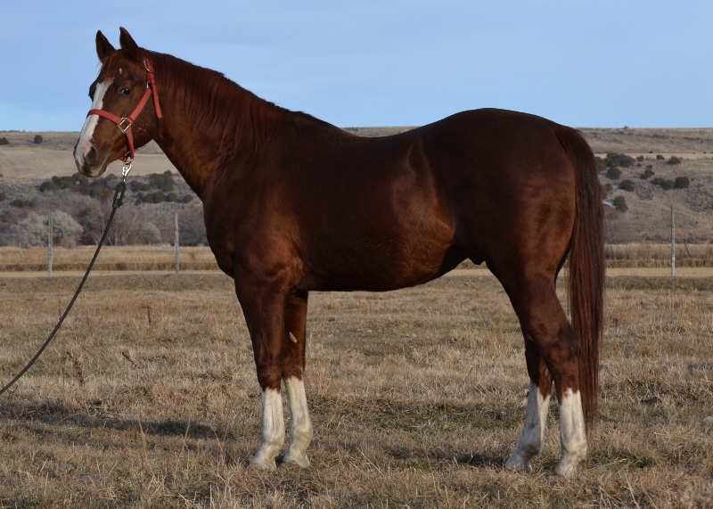 Pecos Little Peppy Own Son of Peppy San Badger at Three Bar Quarter Horses and Munns Ranch