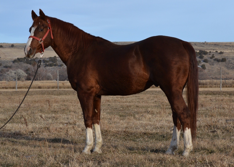 Red Roan American Quarter Horse