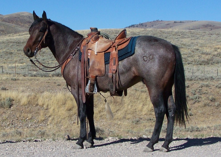 High Rolling Rimrock Red Roan Quarter Horse Stallion at Three Bar Quarter Horse and Munns Ranch