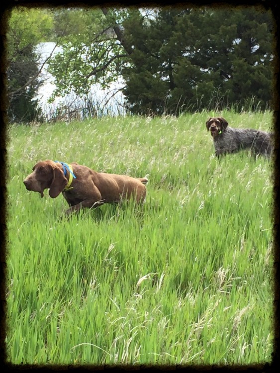 Muddy Paws Dog Training LLC