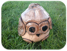 coconut owls £10.00 + p&p