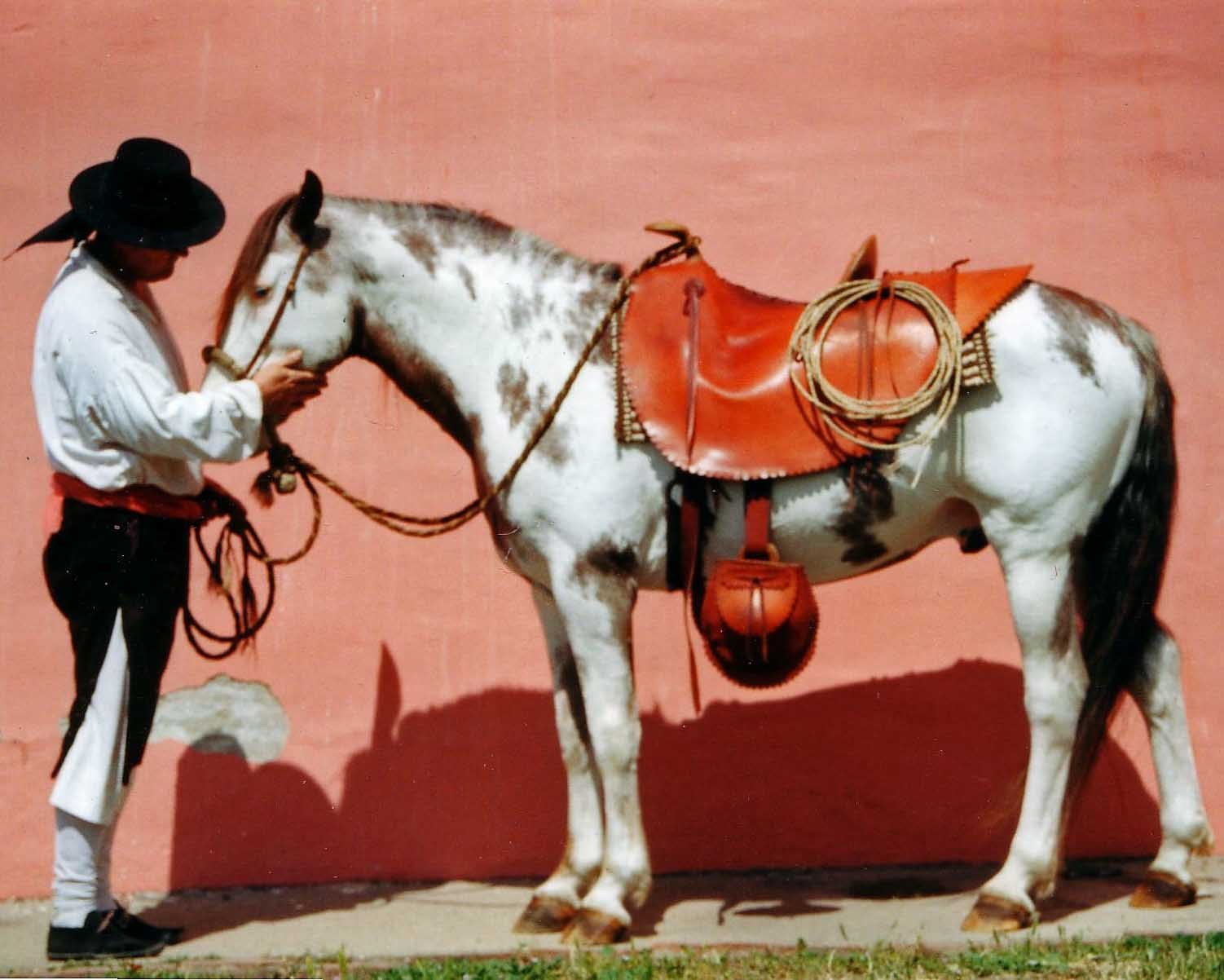 Colonial Spanish Horses