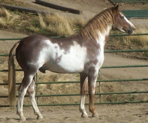 Colonial Spanish Stallions