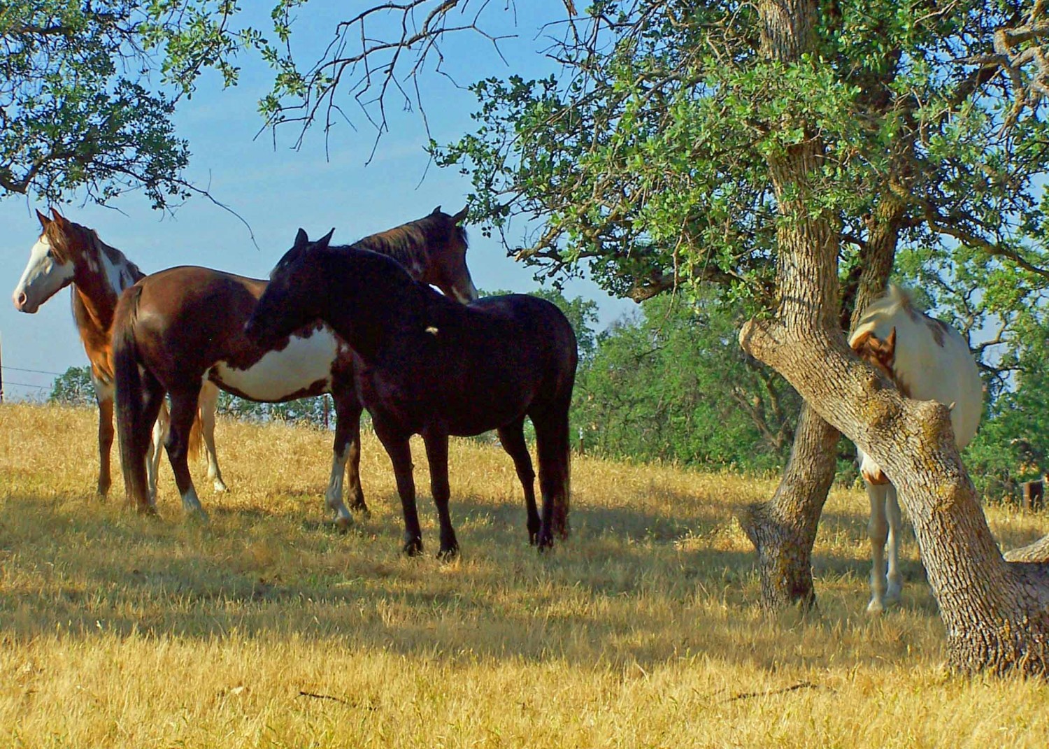 The Spanish Cruce Horse Ranch