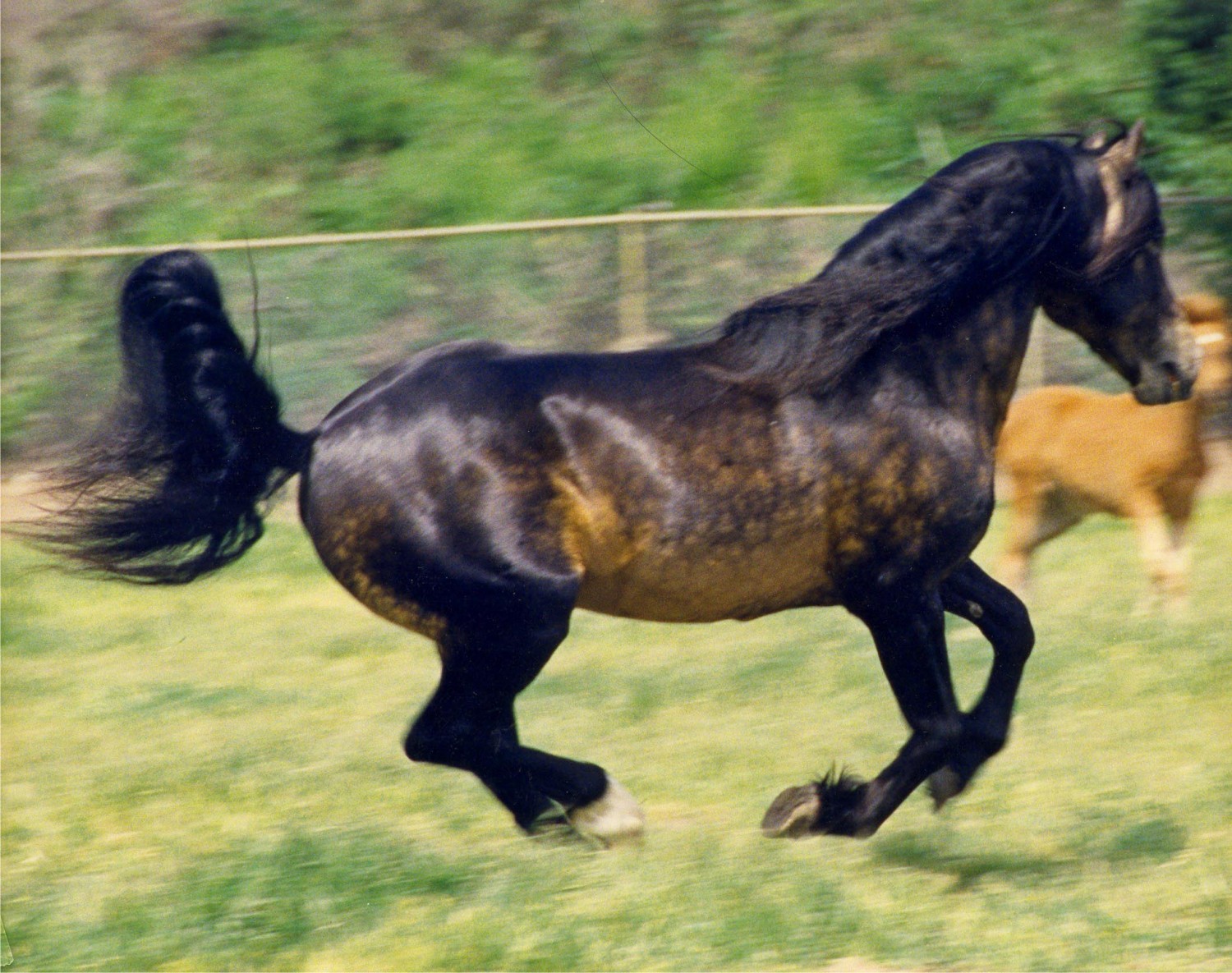 The Spanish Cruce Horse Ranch