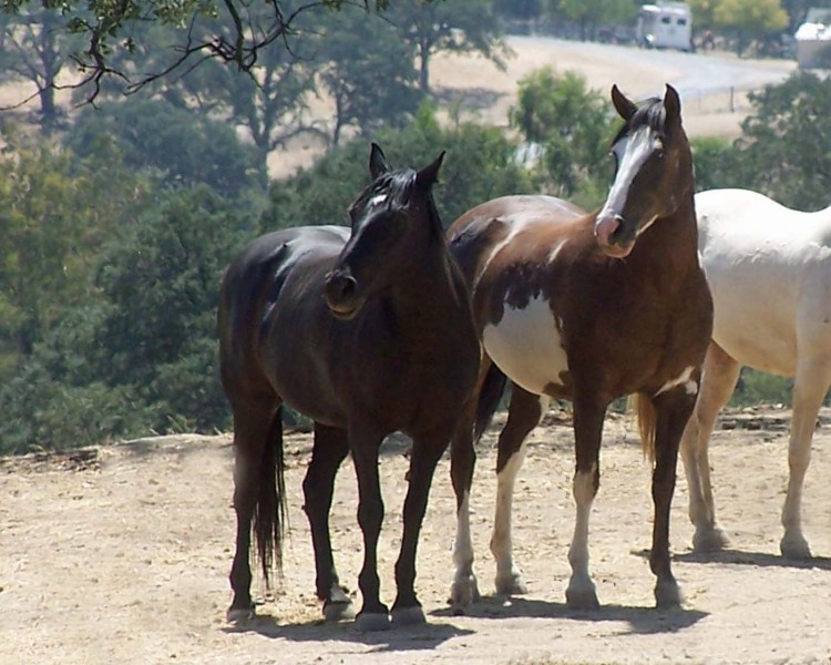 The Spanish Cruce Horse Ranch