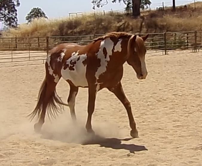 WilburCruce Herd DNA Study