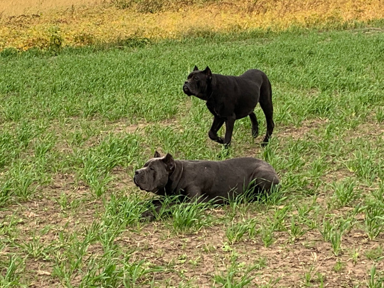 Maximilian Cane Corso Breeder Of The Cane Corso In Ontario