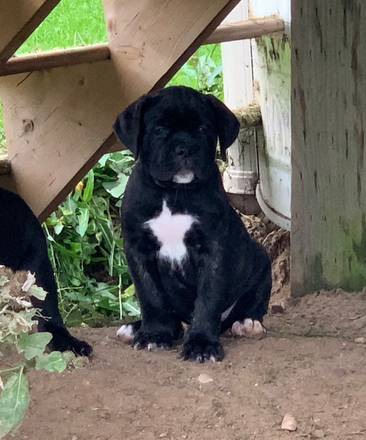 Maximilian Cane Corso Breeder Of The Cane Corso In Ontario