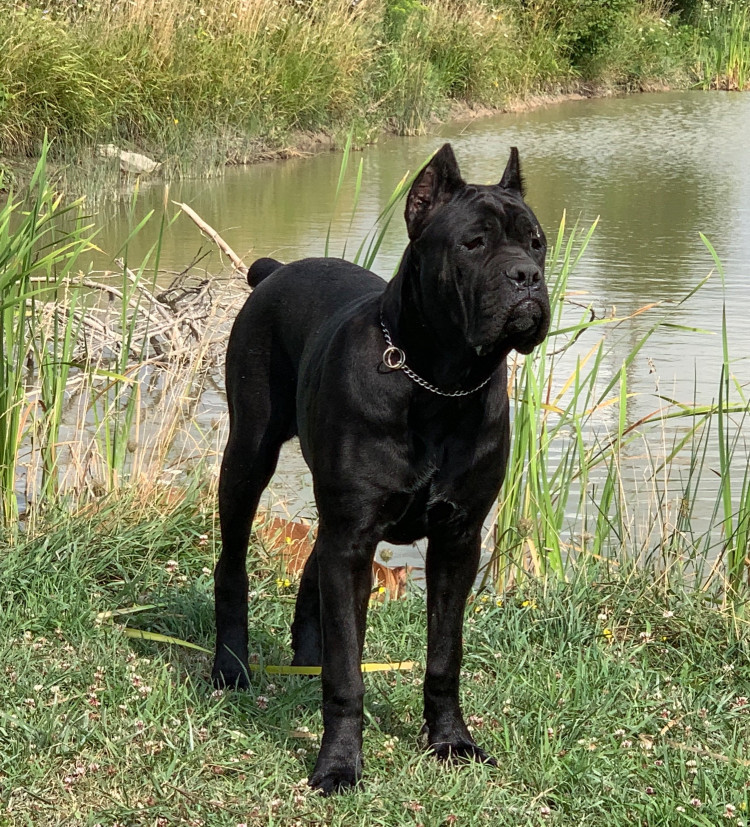 Maximilian Cane Corso Breeder Of The Cane Corso In Ontario