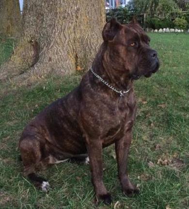 Contact Maximilian Cane Corso Breeder Of Cane Corso In Ontario