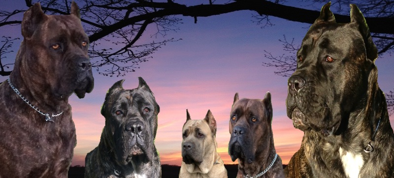 Maximilian Cane Corso, breeder of the Cane Corso in Ontario