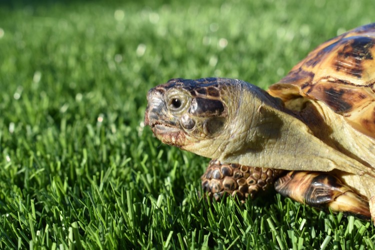 Timothy the Russian Tortoise Photos