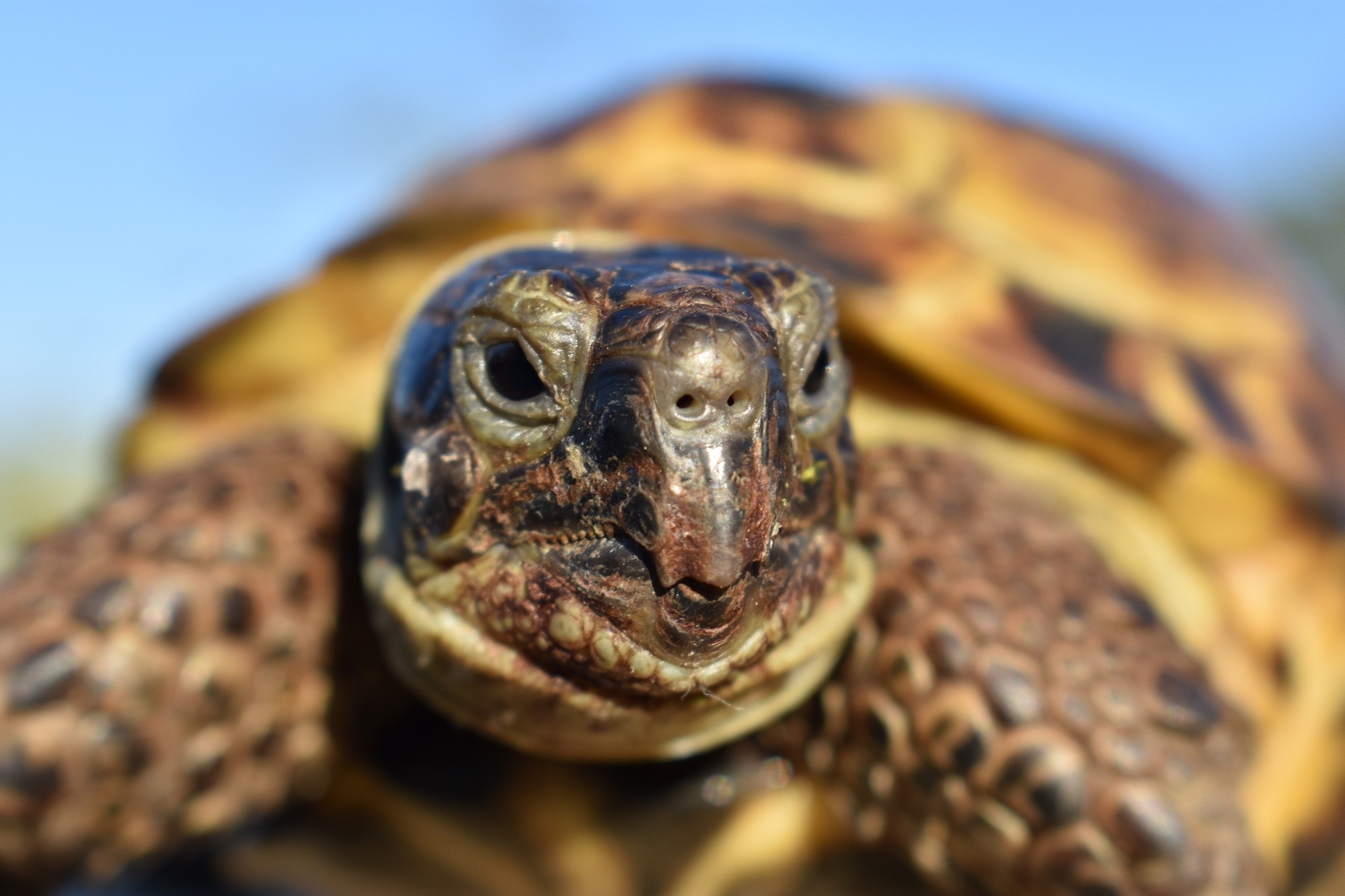 Timothy the Russian Tortoise Photos