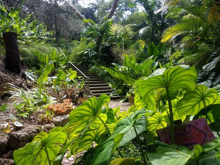 Andromeda Gardens Barbados Homepage