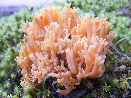 Coral Fungi of Tasmania.