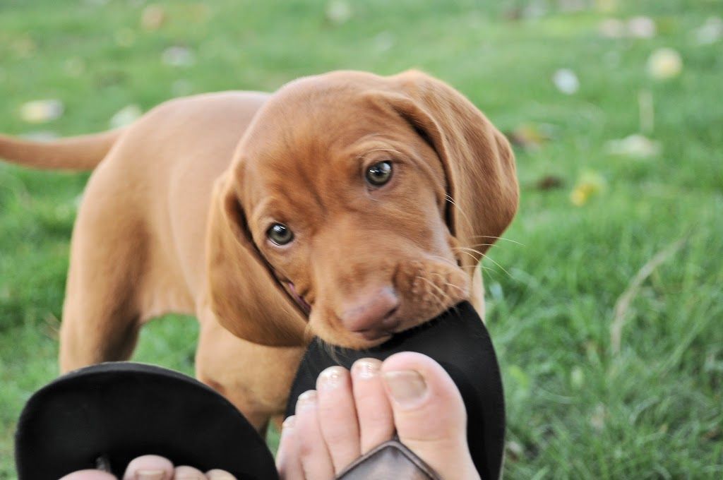 Resultado de imagen para vizsla chew shoes