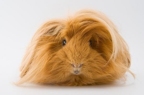 Guinea Pig Breeds